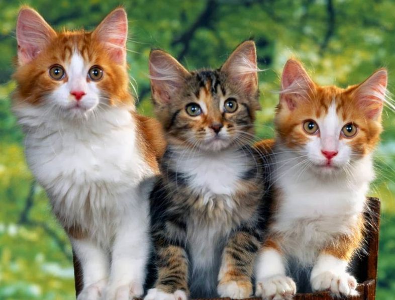 Contoh Teks Descriptive Tentang Seseorang Contoh Resource