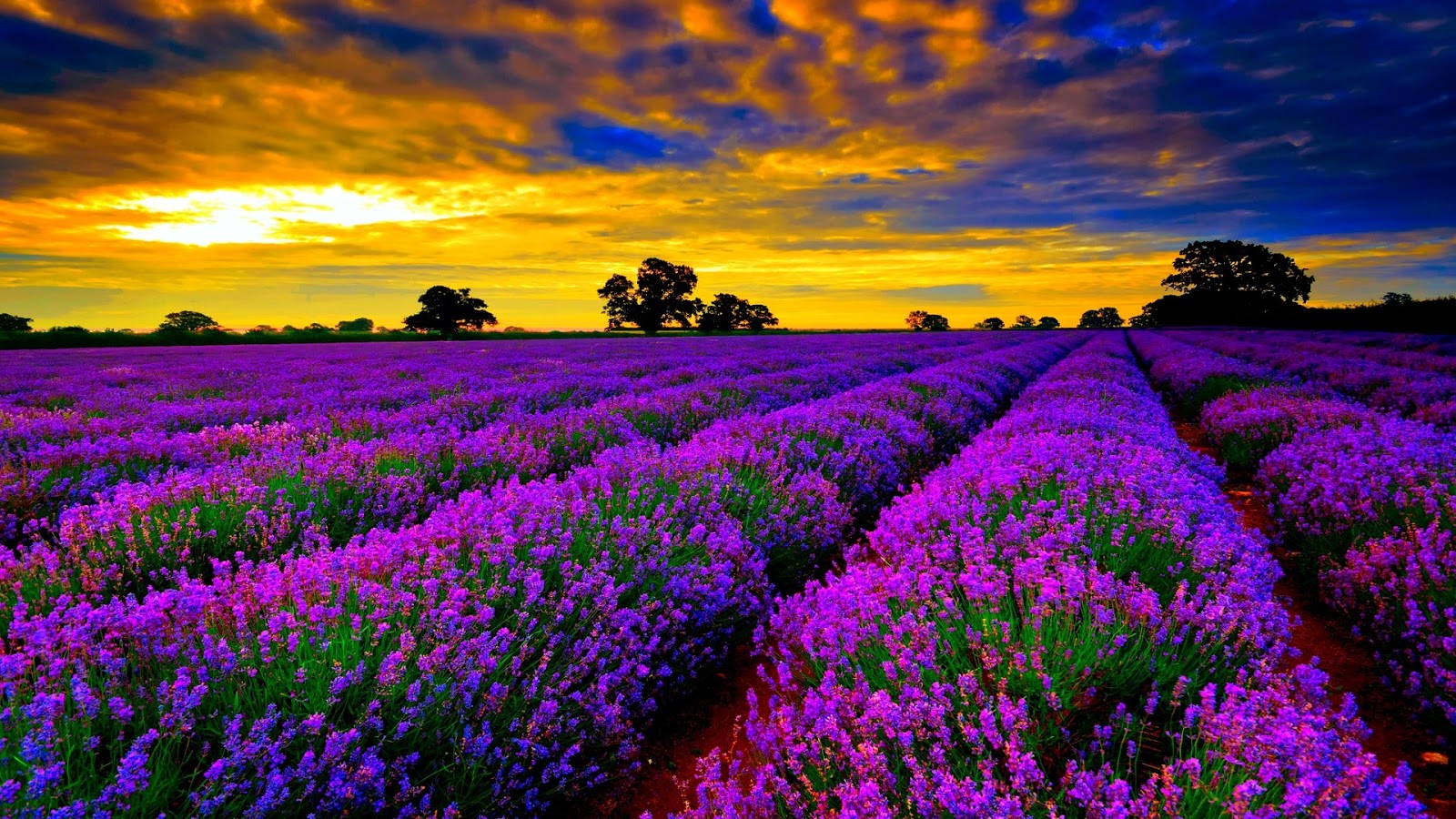 Chia sẻ với hơn 74 hình nền hoa lavender đẹp siêu hot  thtantai2eduvn