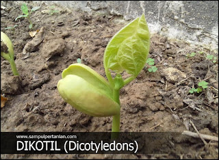 Pengertian Dikotil atau Dicotyledoneae (tumbuhan berkeping biji dua)