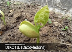 Pengertian Dikotil atau Dicotyledoneae (tumbuhan berkeping biji dua)