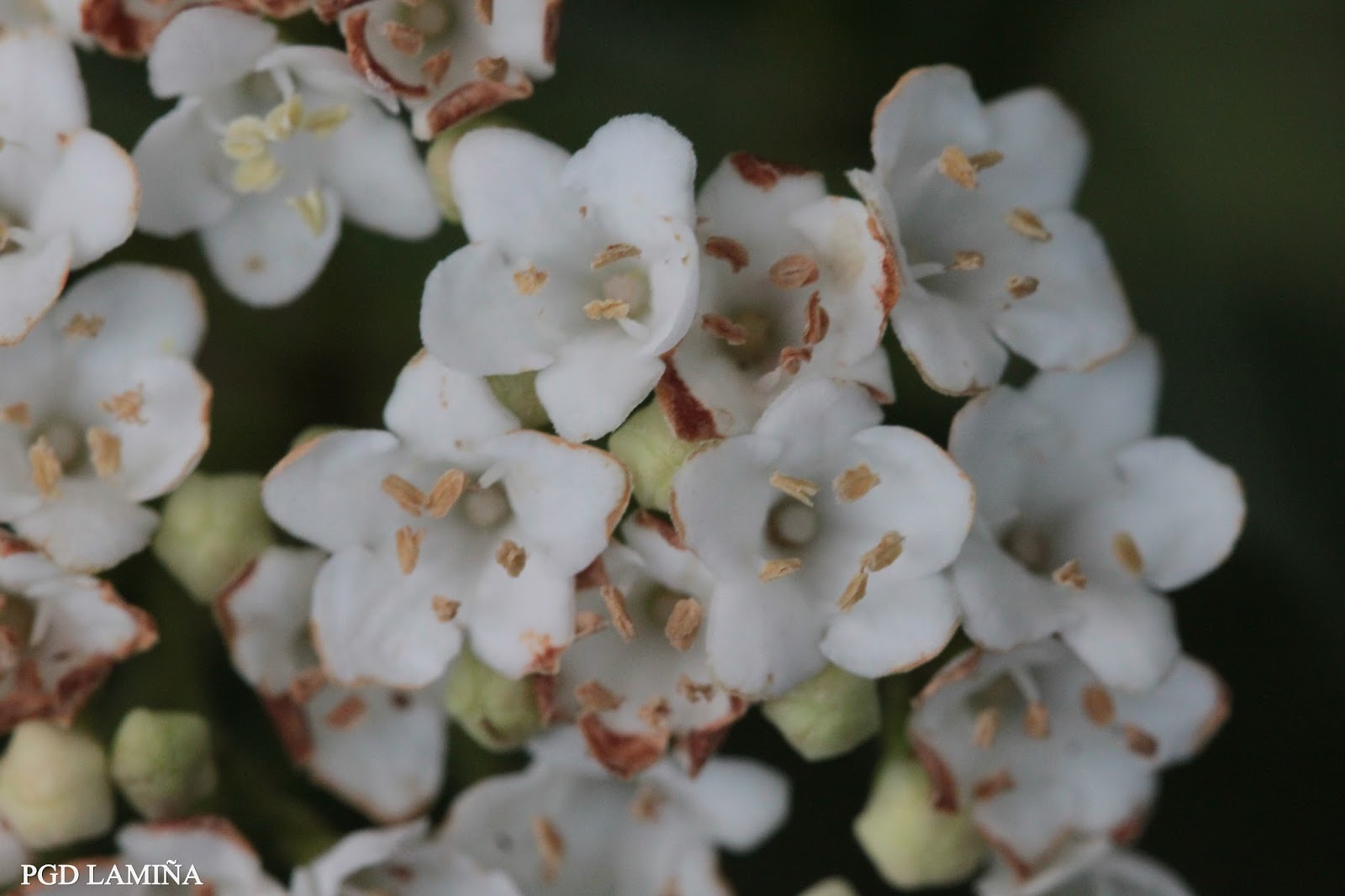 El Blog De Chicho Viburnum Tinus Barbadija O Durillo