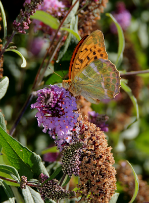 Argynnis paphia sobre Buddleja davidii, reverso Argynnis paphia sobre Buddleja davidii, reverso