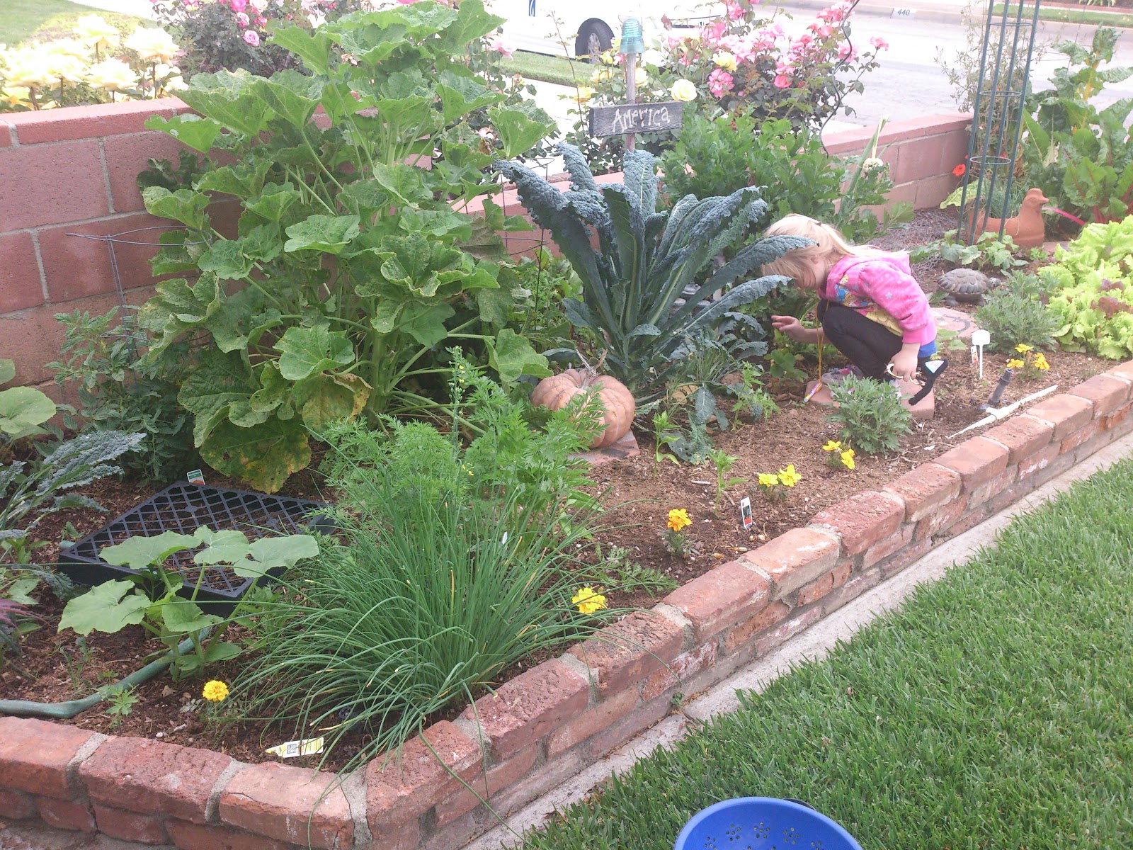HOW TO PLANT VEGETABLES IN YARD visual data 6