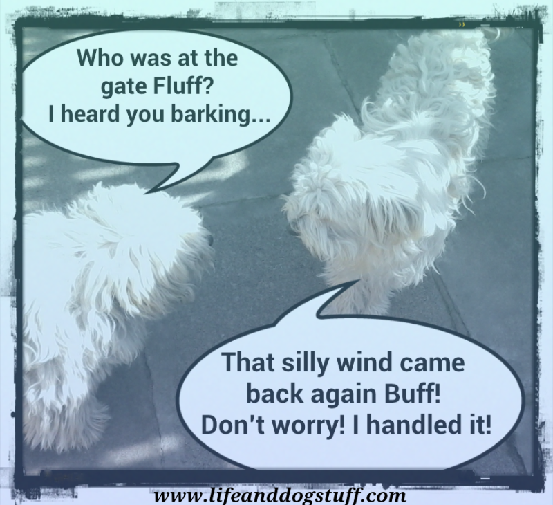 My Dog Barks At Everyone How Can I Stop This My Dog Barks At Everyone How Can I Stop This