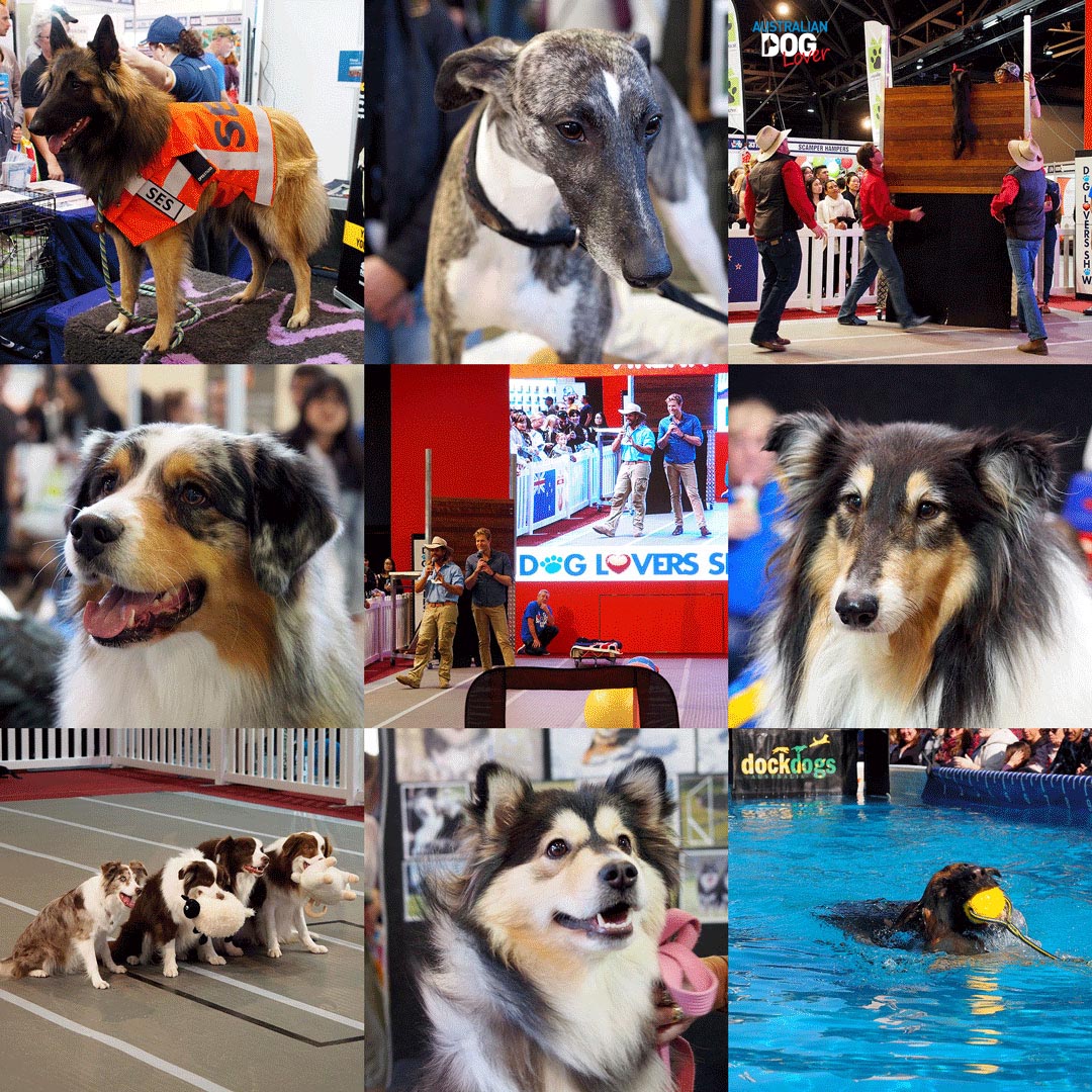 Record crowds at 2018 Sydney Dog Lovers Show Australian Dog Lover