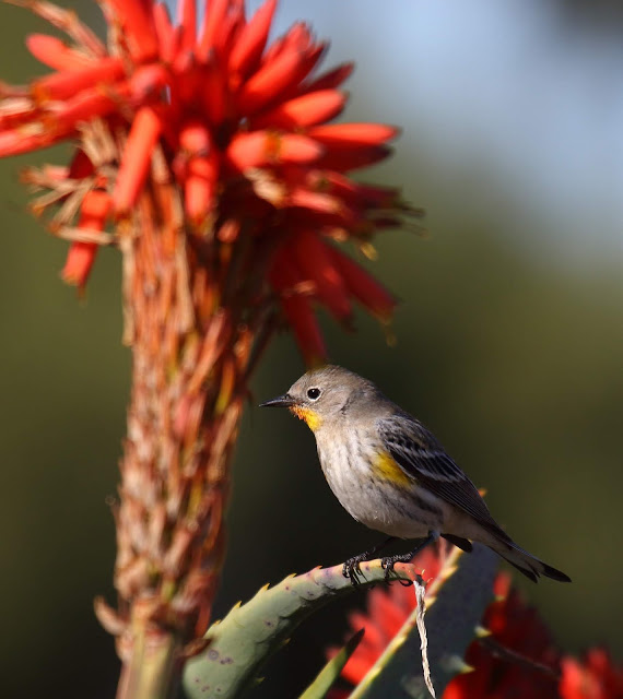 Photo of Yellow-rumped Warbler on succulant Photo of Yellow-rumped Warbler on succulant