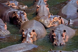 Hipopótamos Foto de hipopótamos refrescándose en el agua