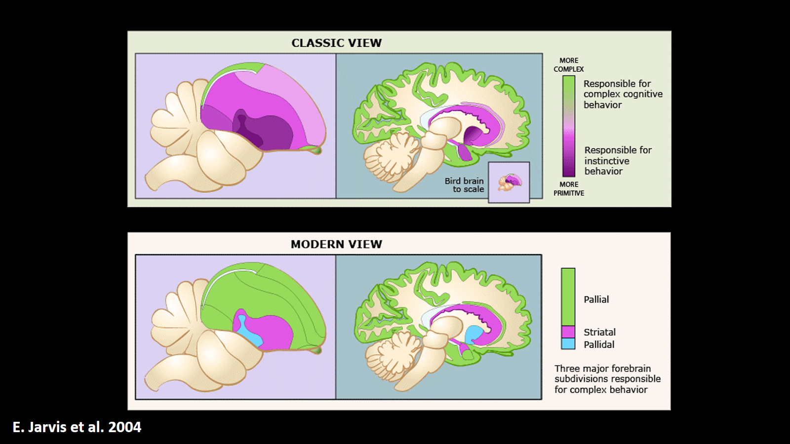 Complex behaviors. Complex behaviors. Emergent behavior. Complex behaviors. Complex behaviors.