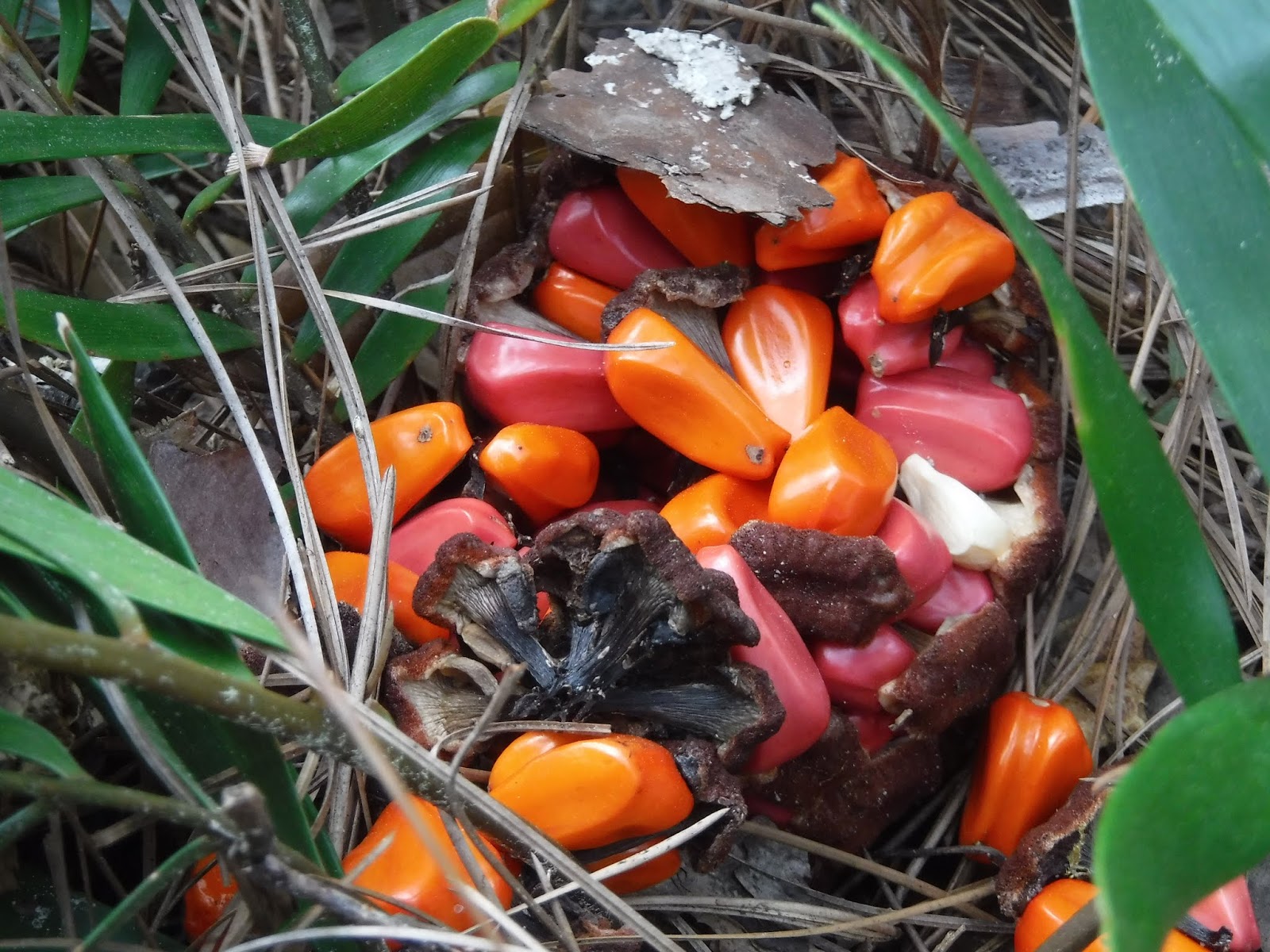 The Botanical Hiker Edible and Medicinal Botanicals of