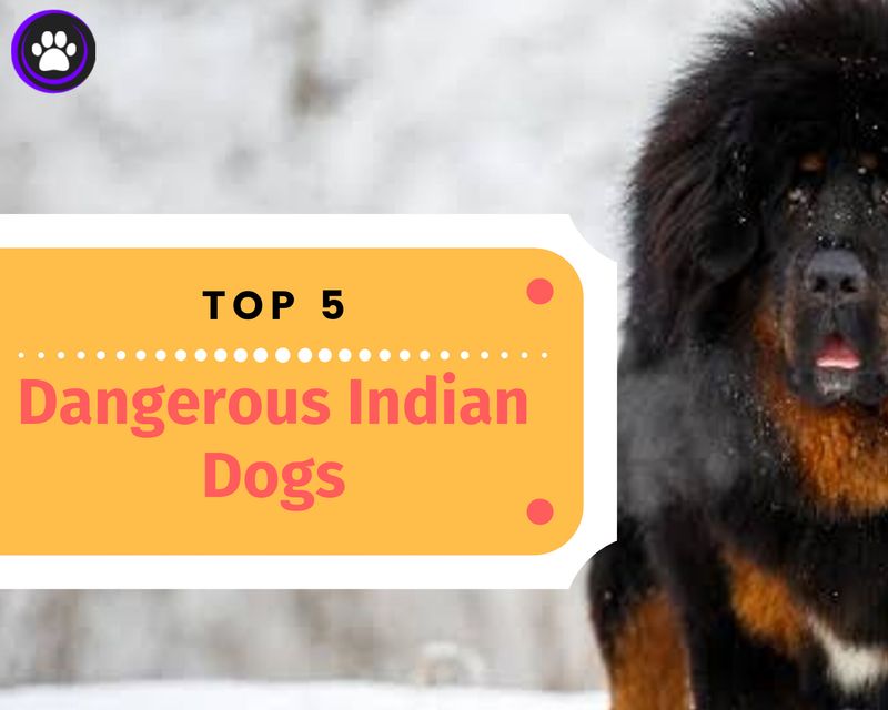 Top 5 most powerful and dangerous Indian dogs Top 5 most powerful and dangerous Indian dogs