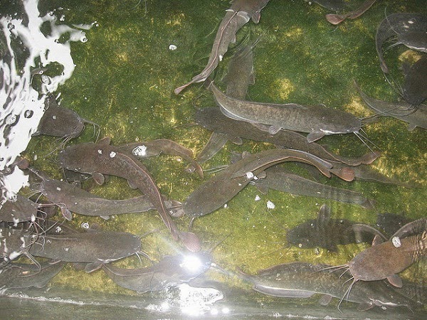 Kualitas Air Ikan Lele Sangkuriang (Clarias gariepinus var) Kualitas Air Ikan Lele Sangkuriang (Clarias gariepinus var)