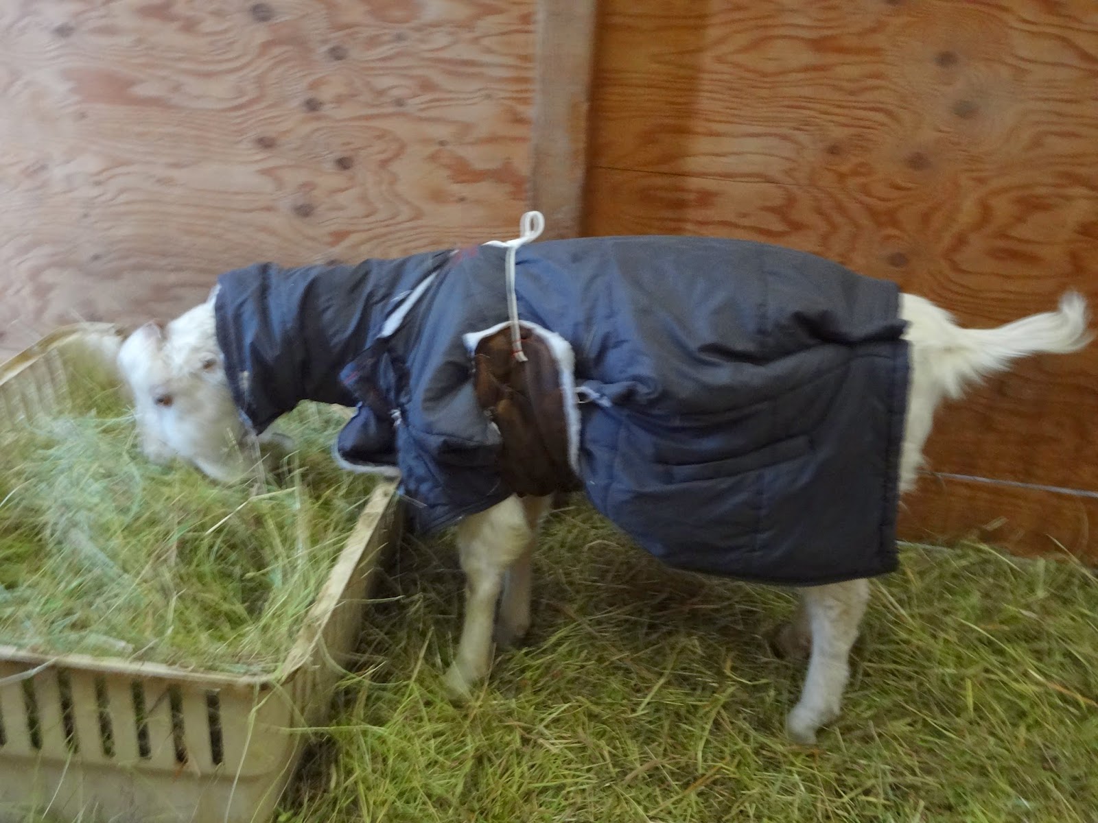 God's Garden Lamancha Goats Goats in Blankets