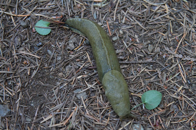 Ariolimax columbianus - Banana Slug