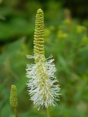 Canadian burnet Sanguisorba canadensis at Skyline Trail Cape Breton Highlands National Park by garden muses-not another Toronto gardening blog