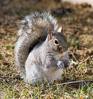 Survivors Animales En Peligro De Extincion En America