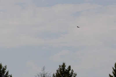 not Capistrano, but a swallow has returned not Capistrano, but a swallow has returned