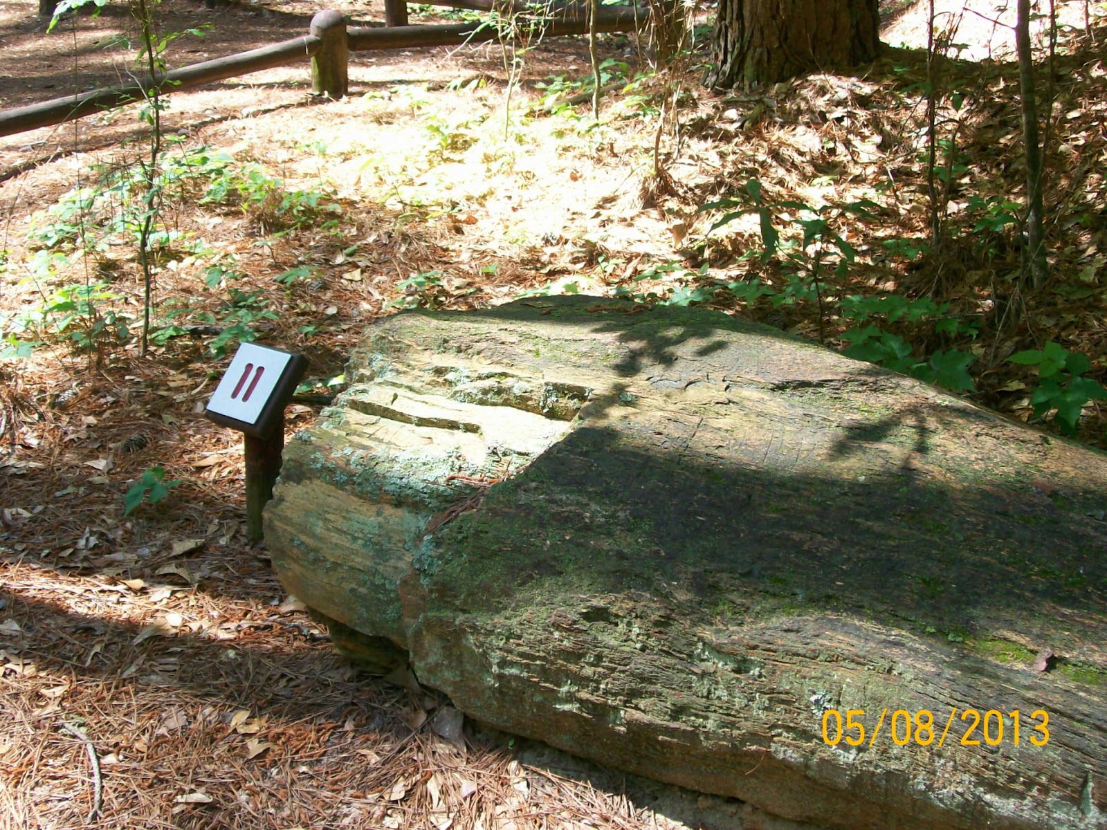 Rockhounding Around Mississippi Petrified Forest, Flora MS