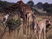 Giraffe family photos