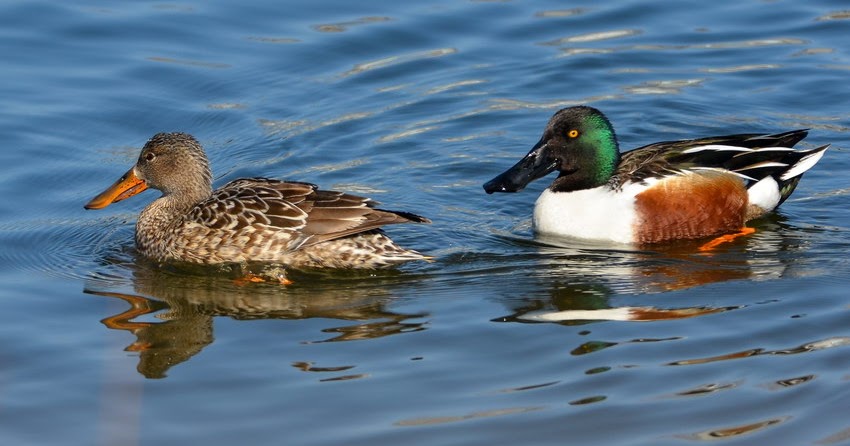 shoveler,_northern_lake_champlain_nj_feb_26_2012_dpf_011-DF-cropsmaller-lowres.jpg