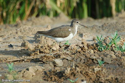 Xivitona (Actitis hypoleucos)