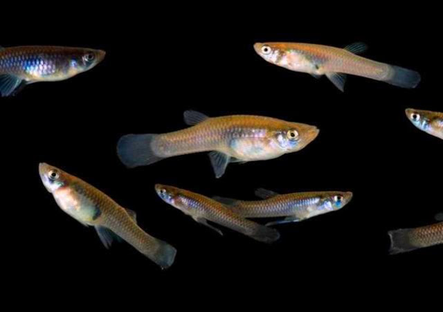 Dunia Ikan Hias Ikan Cere Yang Memiliki Banyak Manfaat