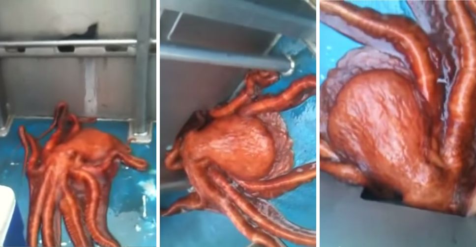 Incredible Video Depicts Octopus Escaping Through A Truly Tiny Hole In A Boat
