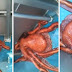 Incredible Video Depicts Octopus Escaping Through A Truly Tiny Hole In A Boat