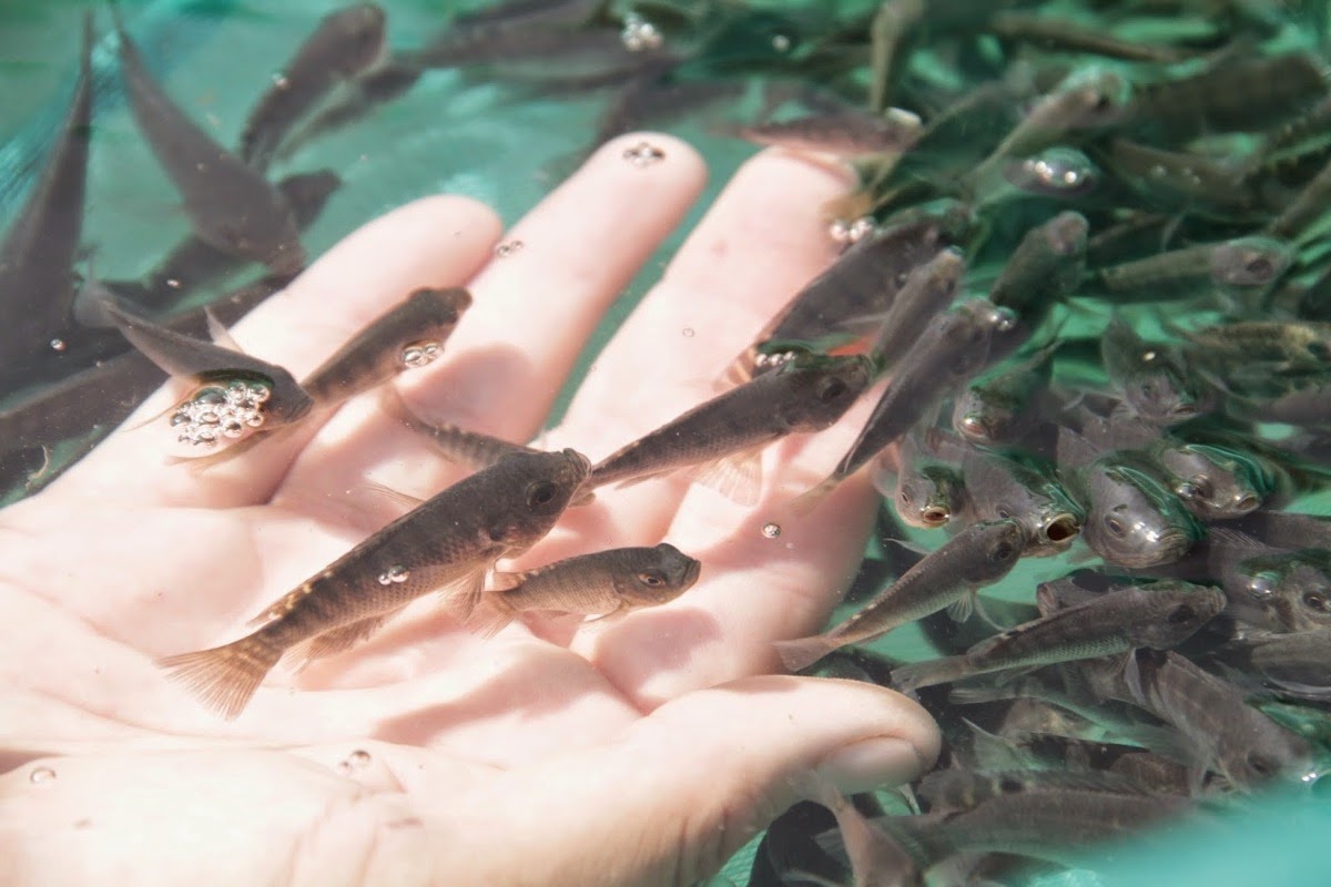 Tilapia galilaea tradertews