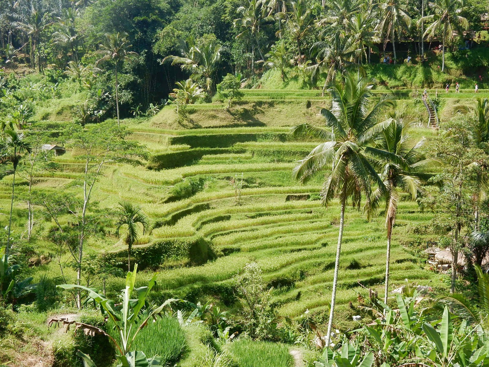 dicas de viagem para bali