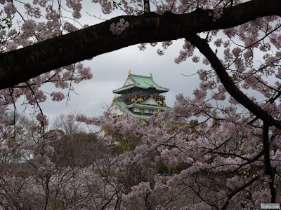 桜越しの大阪城 桜越しの大阪城