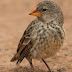 Darwin's finches may face extinction