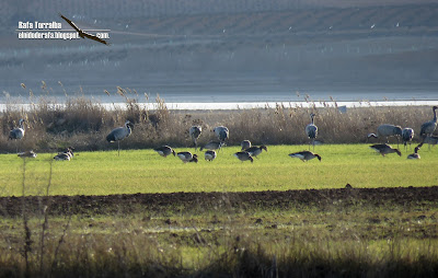El Nido de Rafa La Mancha Húmeda