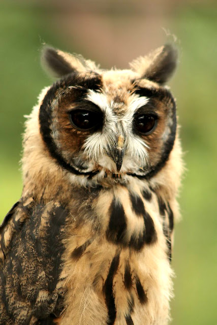Bellas Aves de El Salvador: Pseudoscops clamator (búho rayado o gritón ...