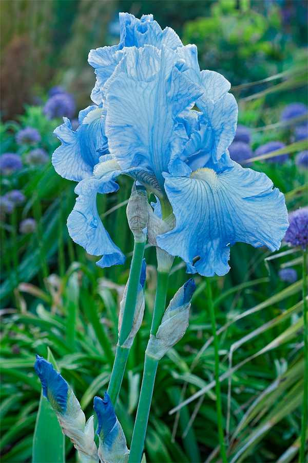 Linda Cochran s Garden Bearded Iris linda-cochran-s-garden-bearded-iris