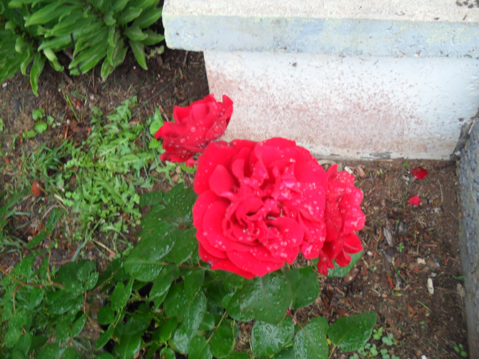 Simply the Simple Life