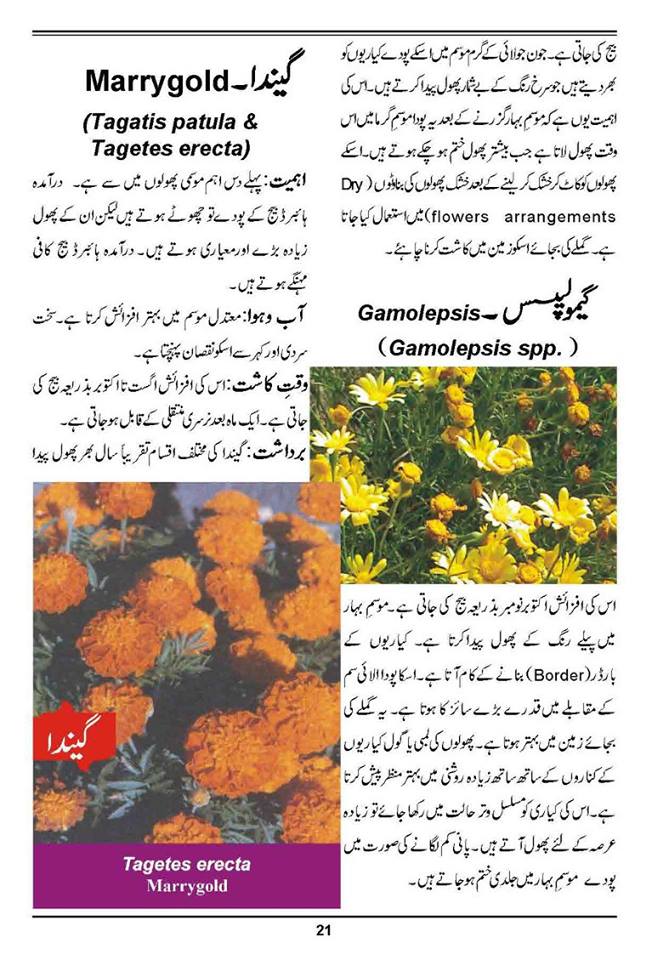 How to Grow Outdoor & Indoor Plants & Flowers Urdu Guide Noons.info