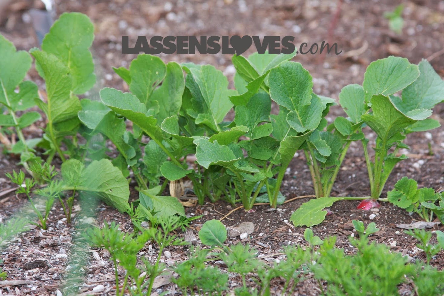 organic+gardening