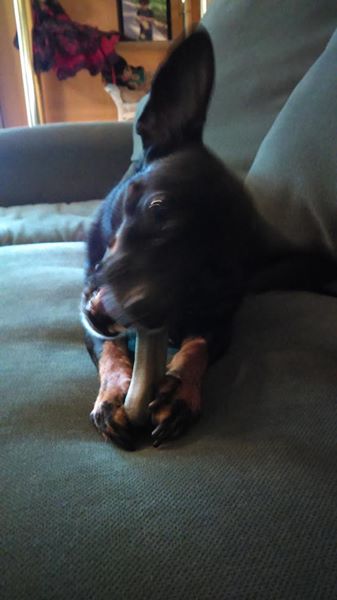 Can My Dog Eat Greenies Can My Dog Eat Greenies