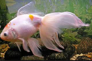 Jenis Ikan Hias Air Tawar  Aquarium koi