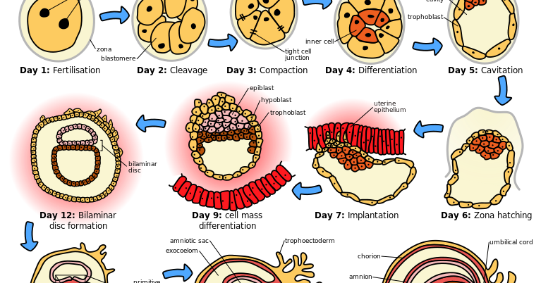  EMBRIOGENESIS  MANUSIA PDF