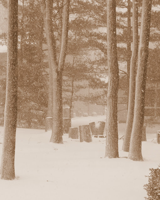 Winter Wonderland - Sepia Photo - Free Download