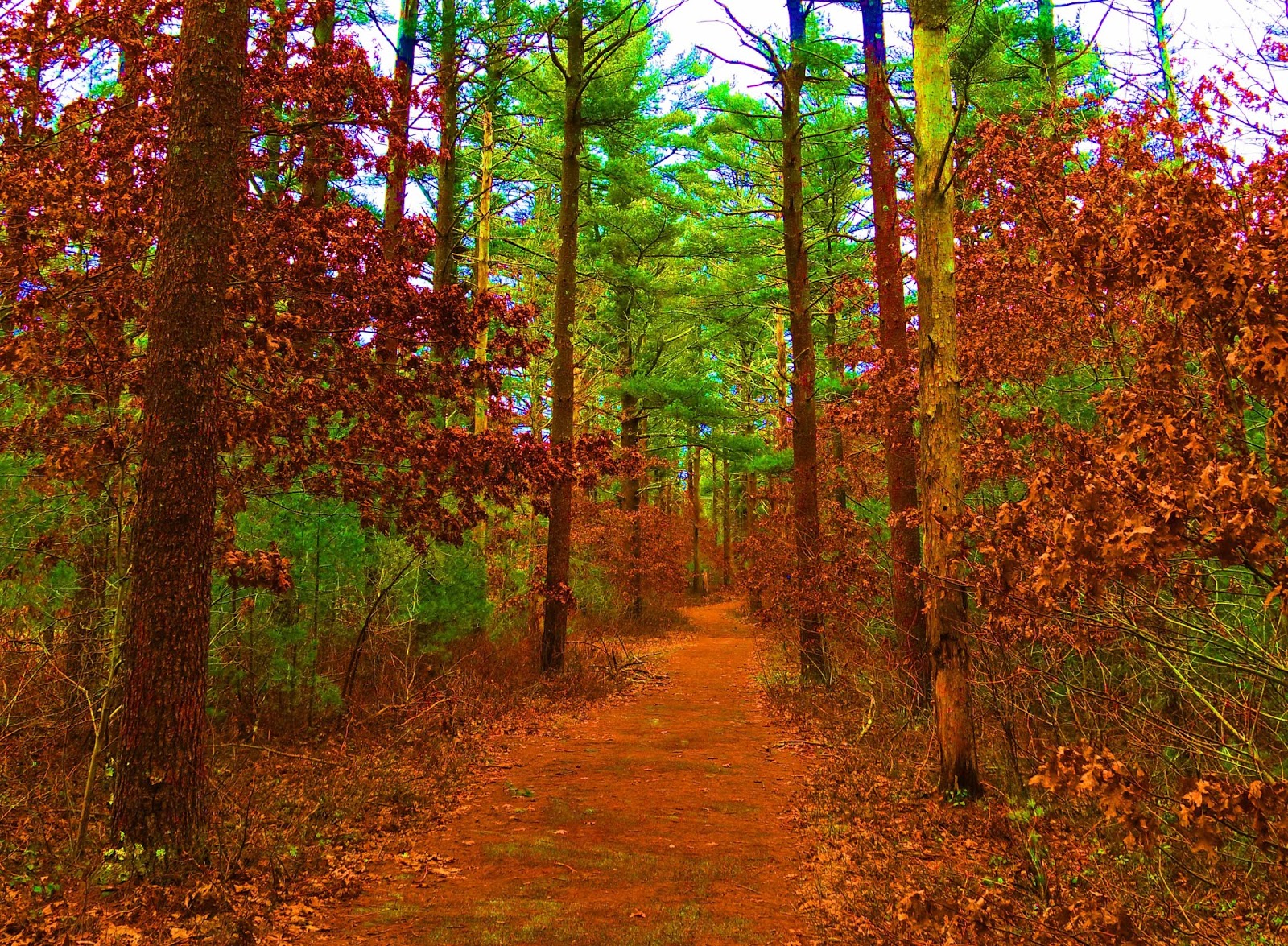 Joe's Retirement Blog A Walk in the Woods, Myles Standish State Forest, Carver, Plymouth