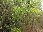 Tea forest