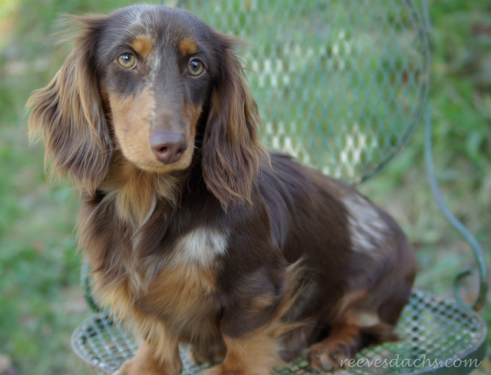 dachshund long hair coloring pages - photo #43