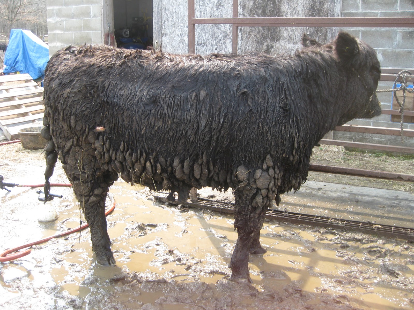 Living the Dream Washing My Cow