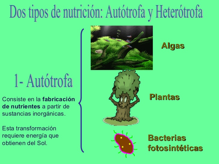 calculadora de metabolismo basal mejores soluciones