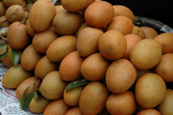 Merawat Pohon Sawo Pasca Panen https://tipspetani.blogspot.com/2019/01/cara-perawatan-pohon-sawo.html