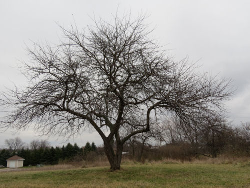 apple tree