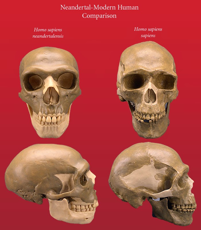 Classify Nowosiolka Skull Neanderthal In Chainmail