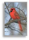 Northern Cardinal